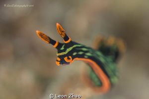 when i dived in Bohol,i was looking for some marco object... by Leon Zhao 